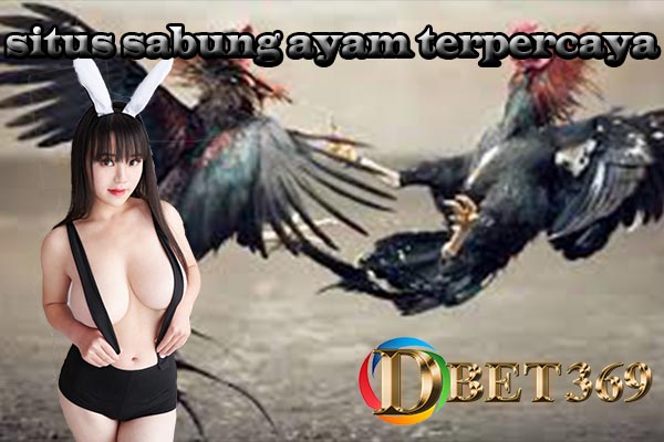 Situs Sabung Ayam Terpercaya Online 24 Jam Nonstop
